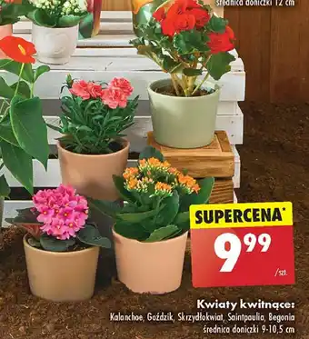 Biedronka Skrzydłokwiat 10.5 cm oferta
