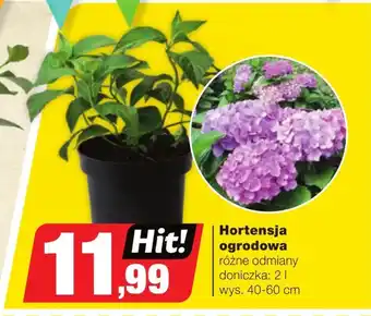 Bricomarche Hortensja Hit oferta