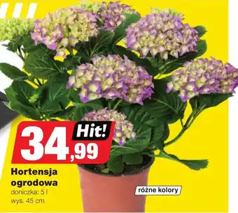 Bricomarche Hortensja Hit oferta