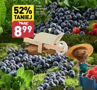 ALDI Borówki amerykańskie 300 g oferta