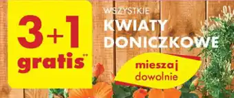 Biedronka KWIATY DONICZKOWE oferta