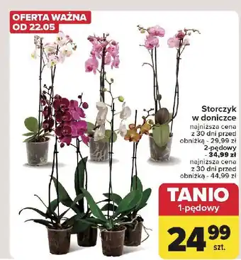 Carrefour Storczyk 1-pędowy oferta