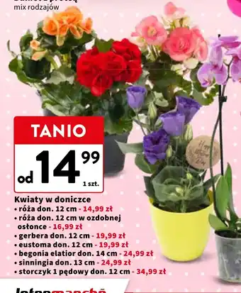 Kwiaty w doniczce