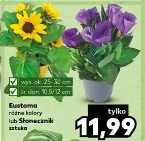 Kaufland Słonecznik oferta