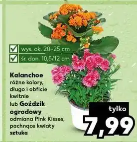 Kaufland Goździk pink kisses oferta