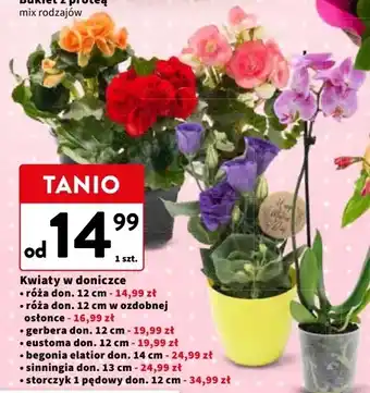 Intermarche Storczyk 1-pędowy oferta
