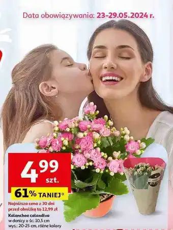 Auchan Kalanchoe calandiva śr. 10.5 cm oferta