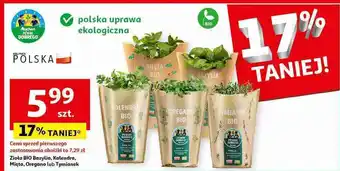 Auchan Tymianek bio Auchan Pewni Dobrego oferta