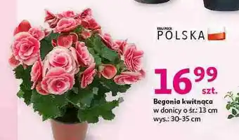 Auchan Begonia kwitnąca don. 13 cm oferta