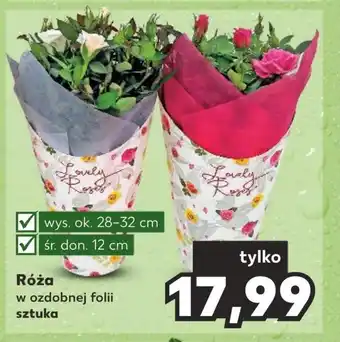 Kaufland Róża Ok oferta
