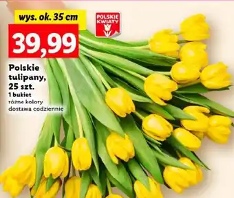 Lidl Polskie tulipany, 25 szt. oferta