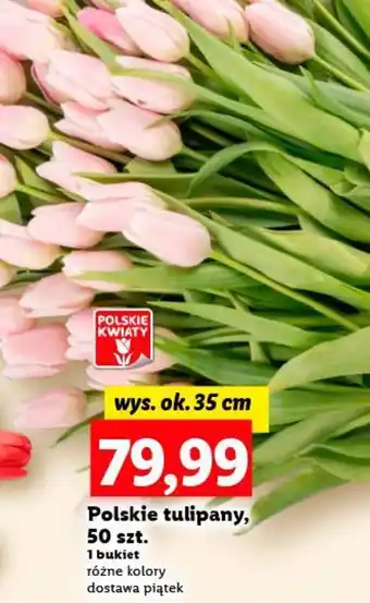Lidl Polskie tulipany, 50 szt. oferta