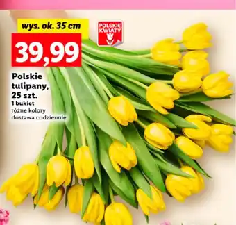 Lidl Tulipany 35 cm oferta