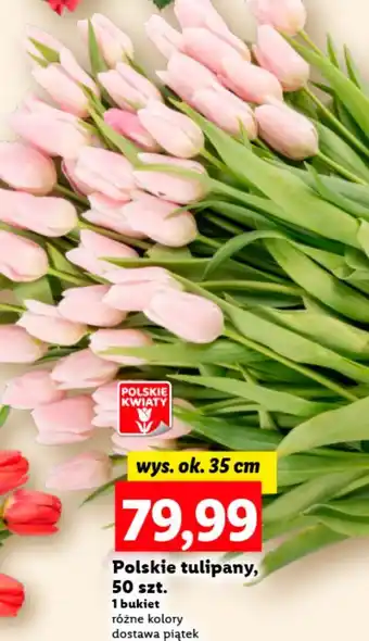 Lidl Tulipany 35 cm oferta