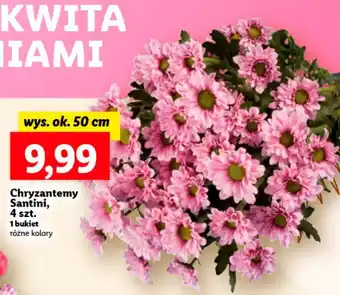 Lidl Chryzantema santini 50 cm oferta