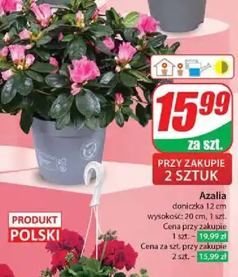 Azalia 20 cm