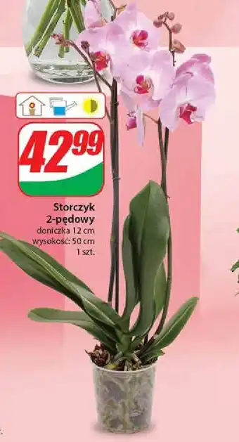 Dino Storczyk 2-pędowy oferta