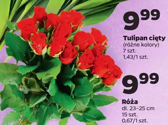 Netto Róża oferta