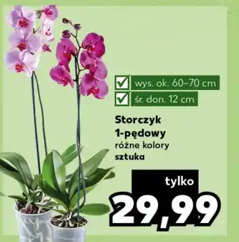 Kaufland Storczyk oferta