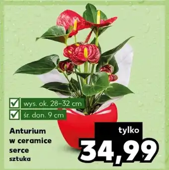Kaufland Anturium w ceramice serce ok. 28-32 cm, śr. 9 cm oferta