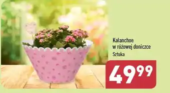ALDI Kalanchoe w różowej doniczce oferta