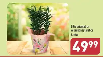 ALDI Lilia orientalna w ozdobnej torebce oferta