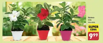 ALDI Dipladenia oferta