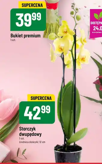 Polomarket Storczyk dwupędowy śr. 12 cm oferta
