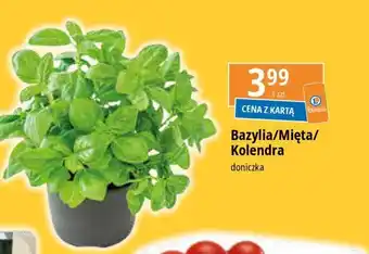E.Leclerc Bazylia oferta