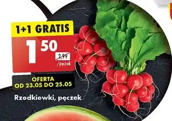 Biedronka Rzodkiewka oferta