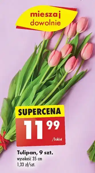 Biedronka Tulipany oferta