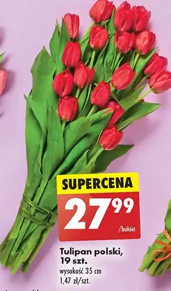 Biedronka Tulipany polskie 35 cm oferta