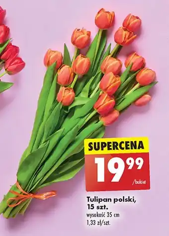 Biedronka Tulipany polskie 35 cm oferta