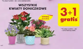 Biedronka Kwiat doniczkowy oferta