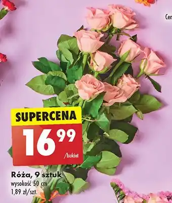 Biedronka Bukiet róż oferta