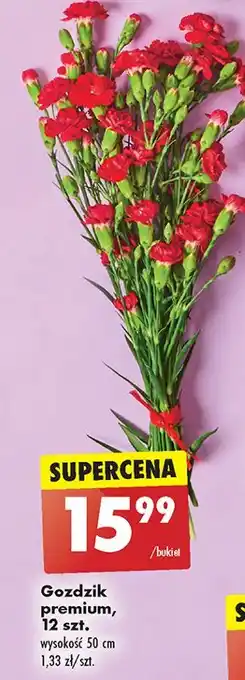 Biedronka Goździki premium 50 cm oferta