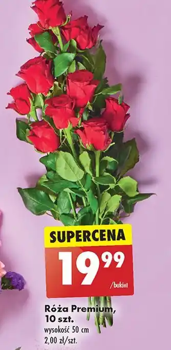 Biedronka Róże 50 cm oferta