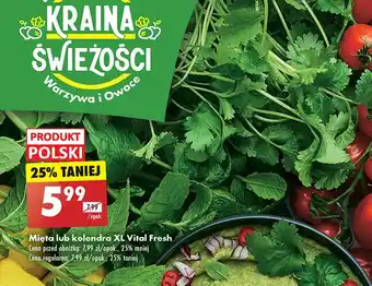 Biedronka Mięta xl Vital Fresh oferta