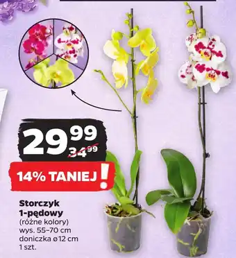 Storczyk