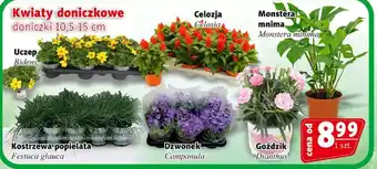 Prim Market Kwiaty doniczkowe 1 szt. oferta