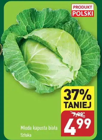 ALDI Młoda kapusta biała oferta