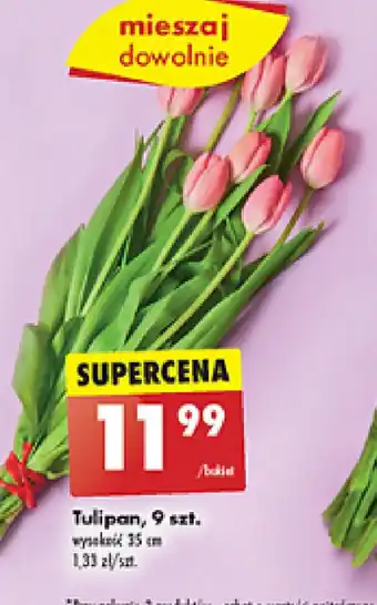 Biedronka Tulipan 9 szt. oferta