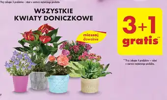 Biedronka WSZYSTKIE KWIATY DONICZKOWE oferta
