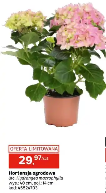 Leroy Merlin Hortensja oferta