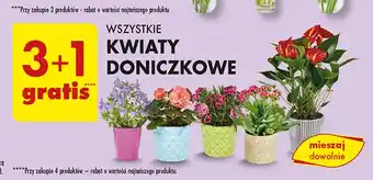 Biedronka Kwiaty doniczkowe oferta