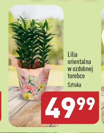ALDI Lilia orientalna w ozdobnej torebce oferta