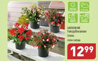 ALDI GARDENLINE Fuksja/Geranium oferta