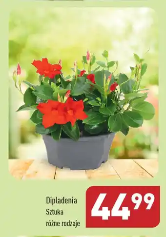 ALDI Dipladenia oferta