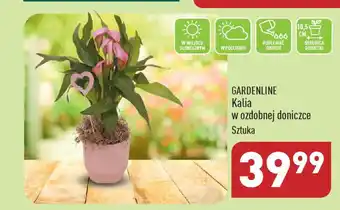 GARDENLINE Kalia