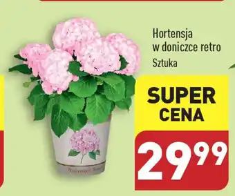 ALDI Hortensja w doniczce retro oferta